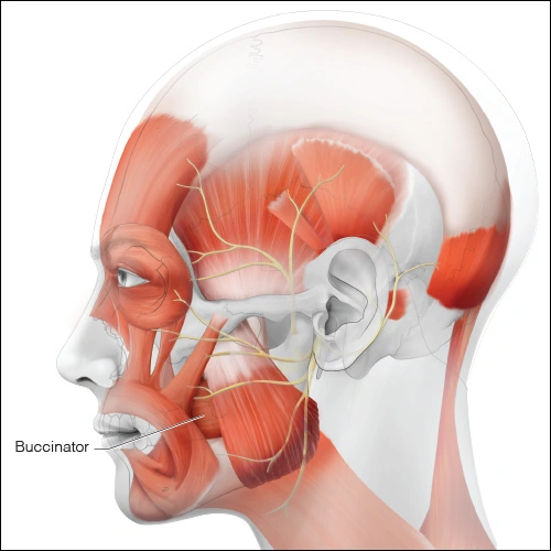 Illustration showing the buccinator muscle