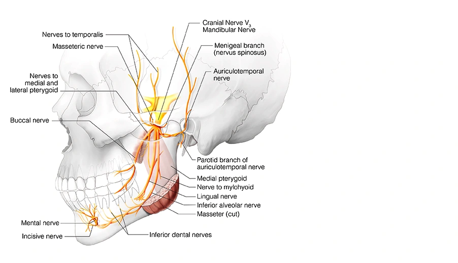 Figure 19. Cranial Nerve V3 - Mandibular Nerve