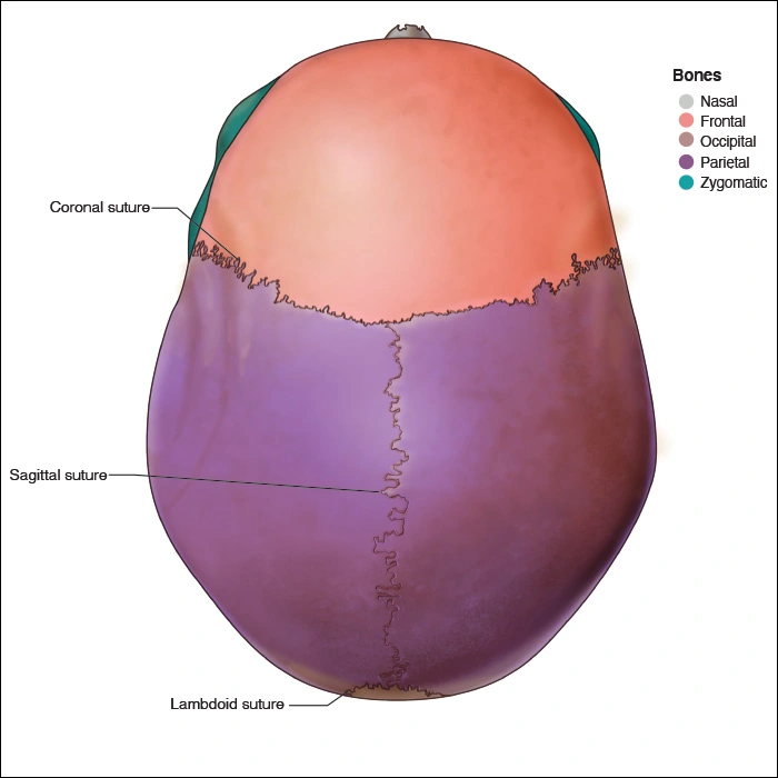 Illustration showing the parietal sutures along the top of the skull