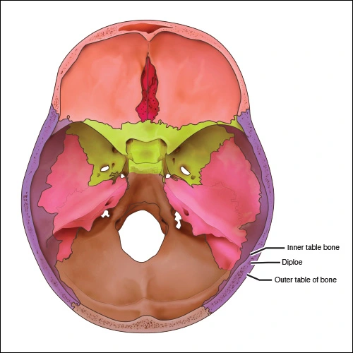 Skull Overview - Figure 1