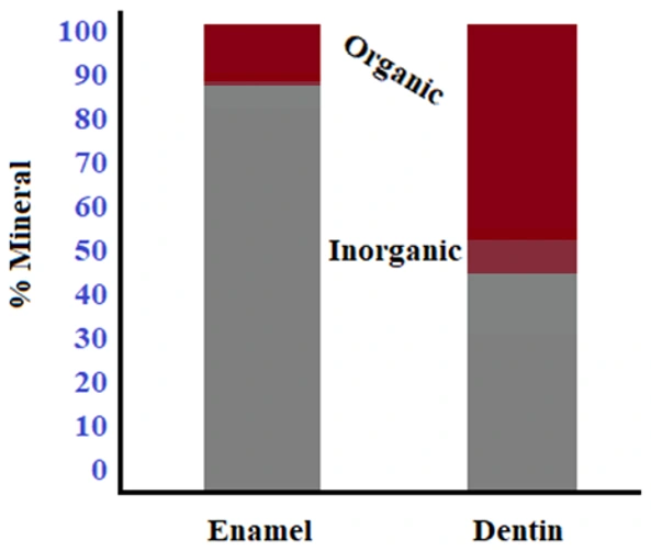 Chart showing the difference in mineral percentages between enamel and dentin