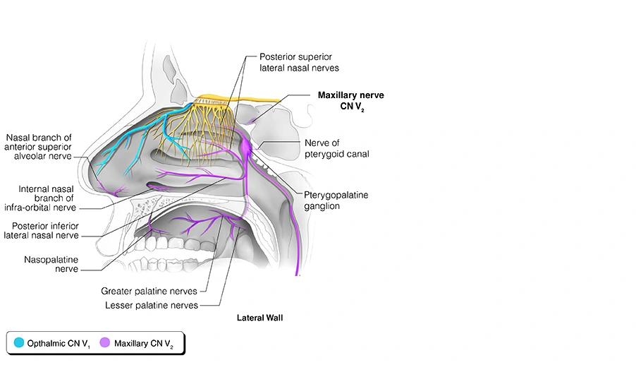 Figure 18. Cranial Nerve V2 – Maxillary Nerve (shown in purple)