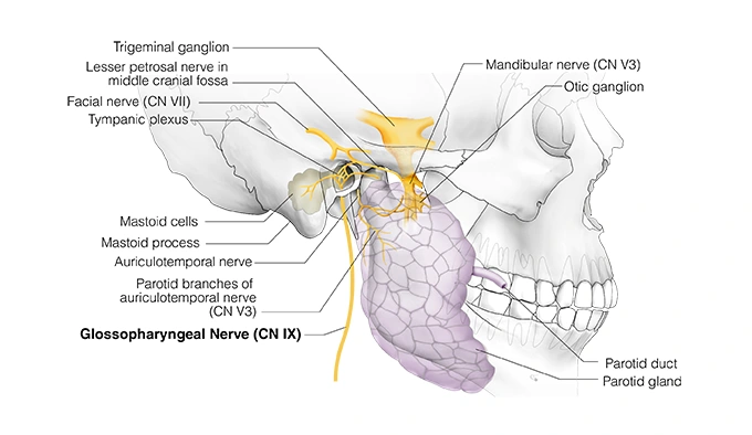 Figure 27. Cranial Nerve IX - Glossopharyngeal Nerve