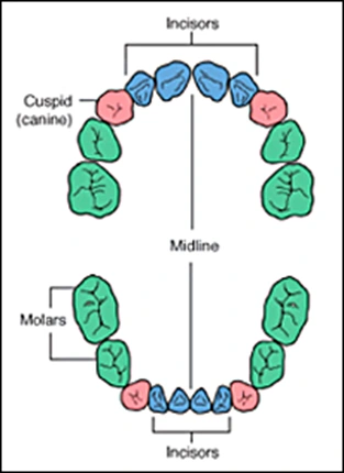 ce542 - Content - Primary Teeth - Figure 1