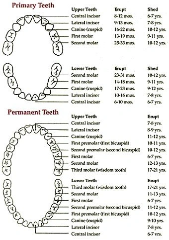 dental care chart