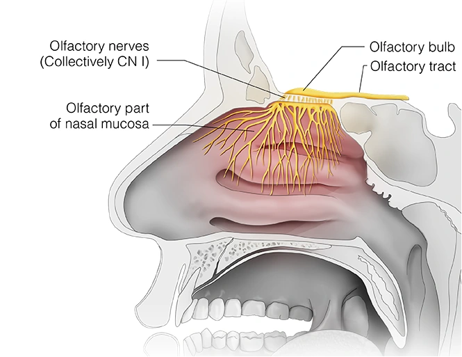 Figure 7.  Cranial Nerve I - Olfactory Nerve