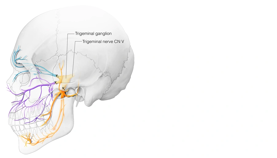 Figure 11. Cranial Nerve V - Trigeminal Nerve