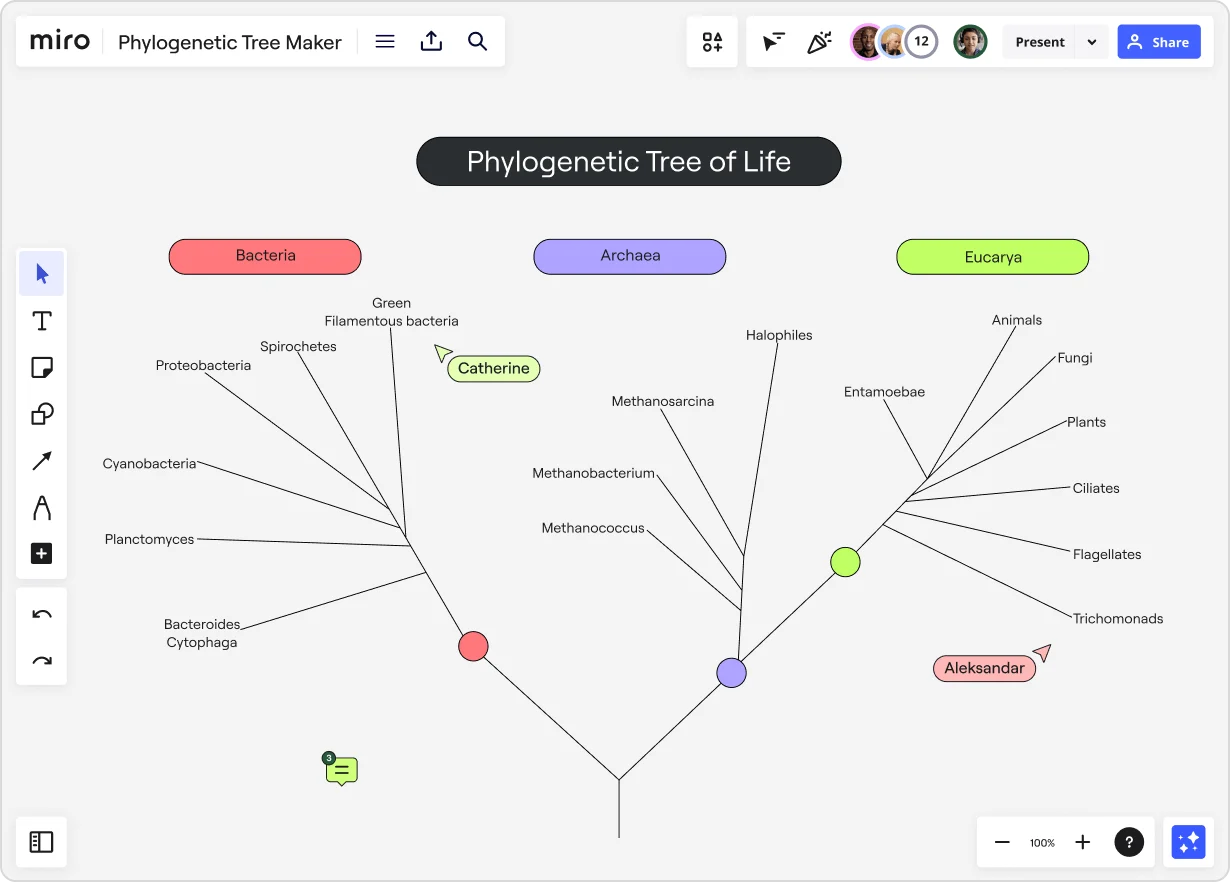 Phylogenetischer Stammbaum in Miro