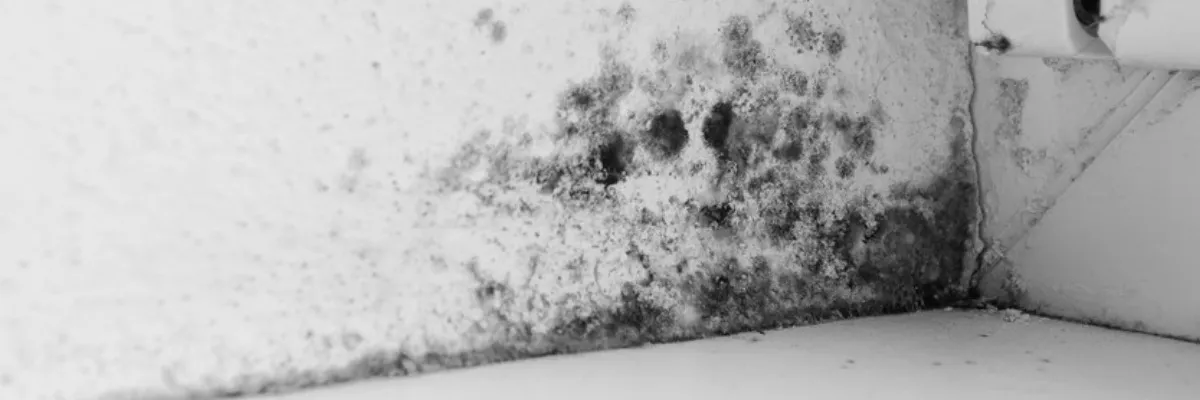 Black mould growing in the corner of a room on paint.