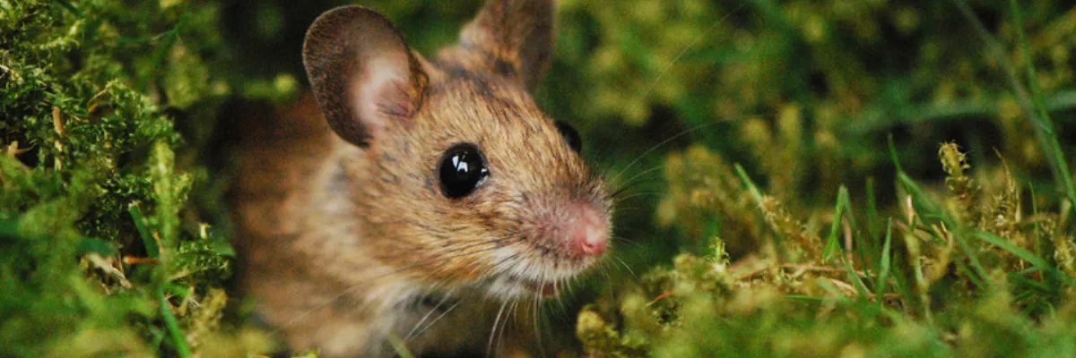 A small rodent in a garden.