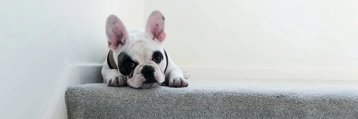 A French bulldog laying down on some carpeted stairs.