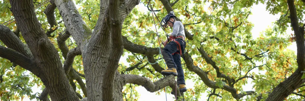 A tree surgeon wearing a harness up in a tree.