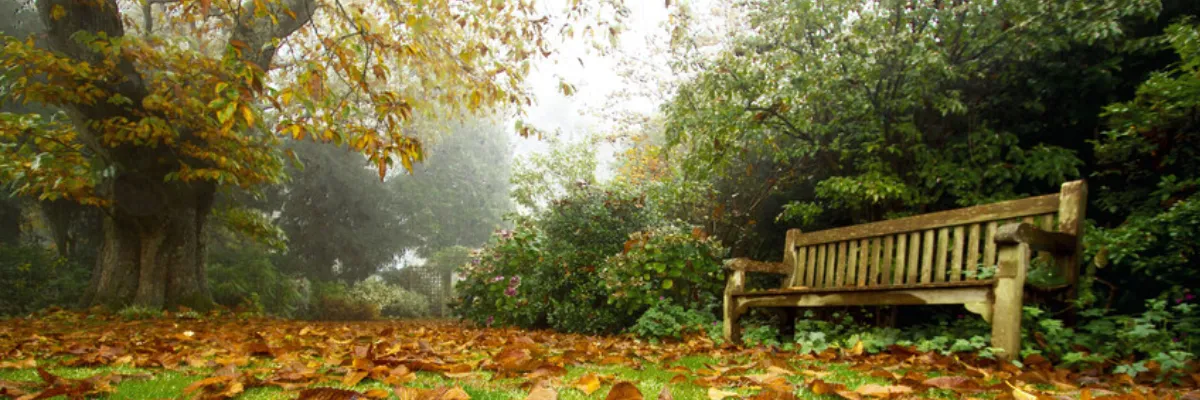 A garden with a large tree, a bench, and a lawn covered with brown leaves.