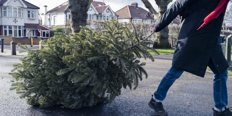 a person dragging a Christmas tree through a residential area