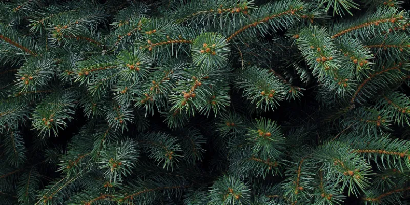 close up of Blue Spruce Christmas tree
