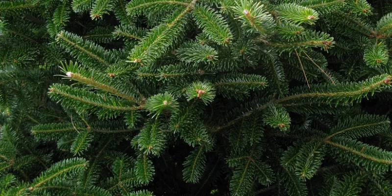 close up of Fraser Fir Christmas tree