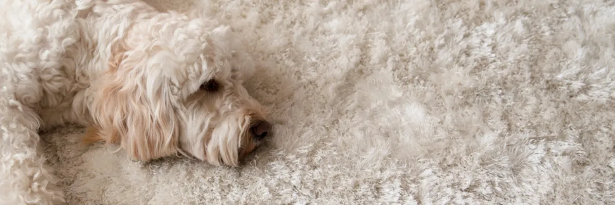 A white, fluffy dog laying on a white, fluffy blanket.