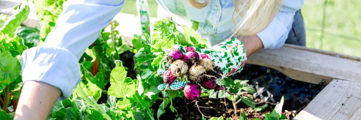 A woman planting bulbs in a wooden raised garden bed.