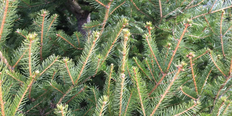 close up of Norway Spruce Christmas tree