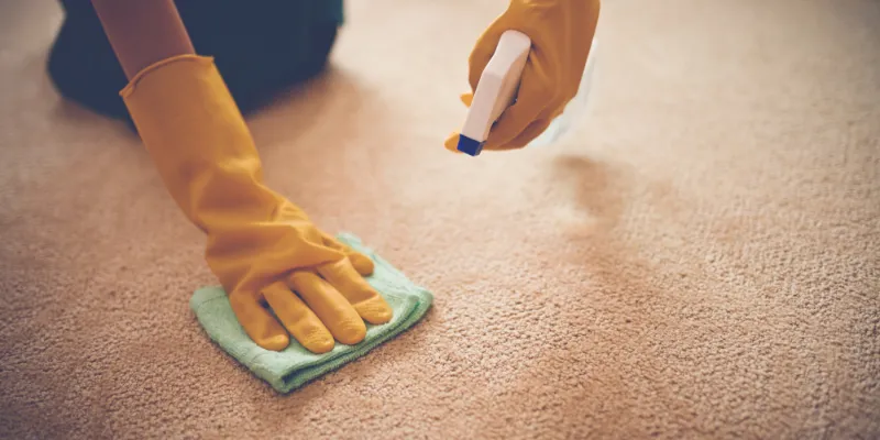 How to clean poop off a carpet: a simple guide - Cleaning - Home and