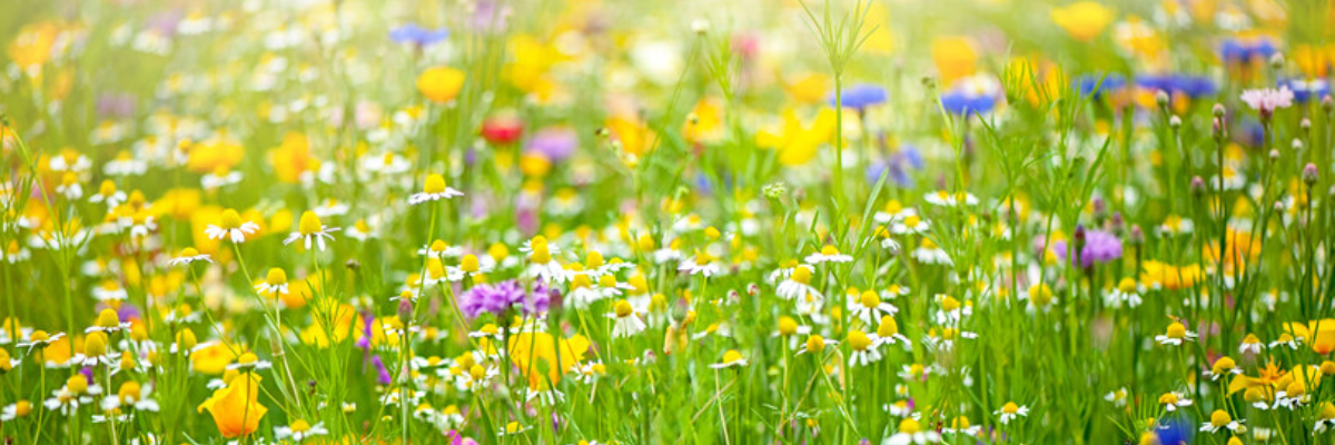 An array of colourful wildflowers.