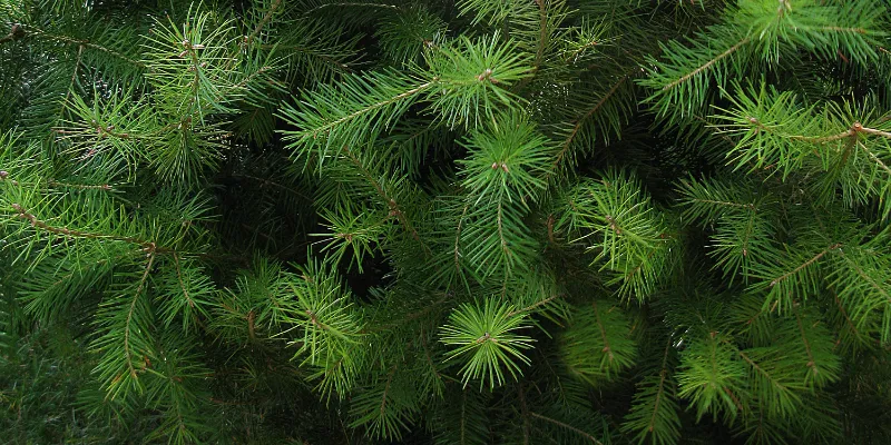 close up of Douglas Fir Christmas tree