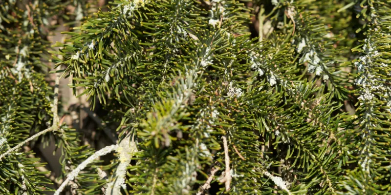 close up of Nordmann Fir Christmas tree