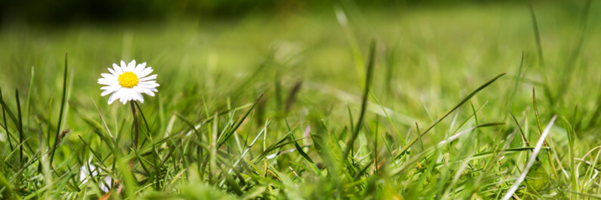 A close-up of a daisy and grass.