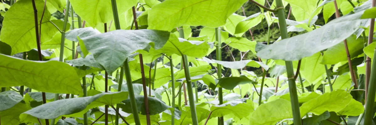 A close-up shot of several weed stems and leaves.