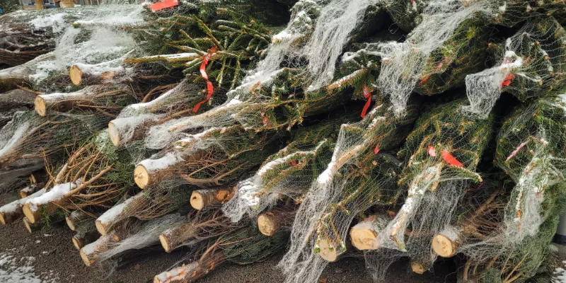 stored netted Christmas trees