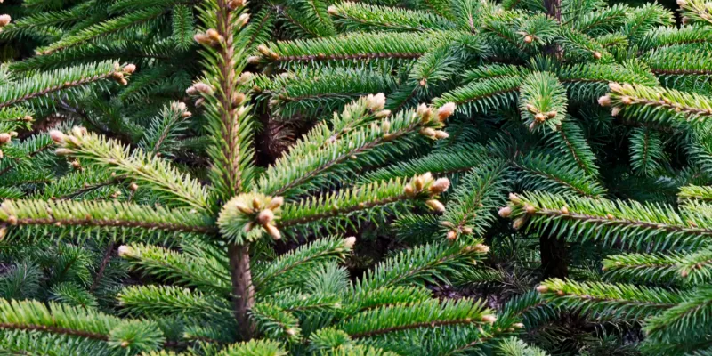 close up of scots pine Christmas tree