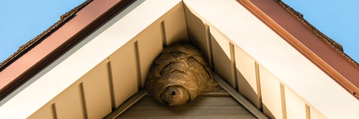 A wasp nest sitting beneath a roof eave.