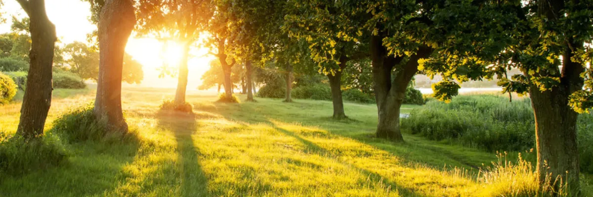 A series of trees situated in a field, with a sunset in the background.