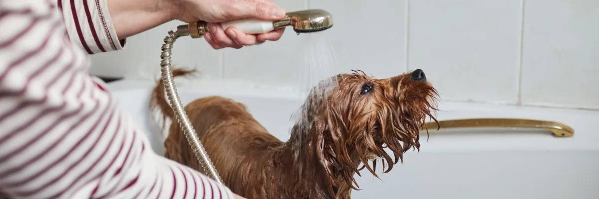 A dog being groomed in a bathtub.