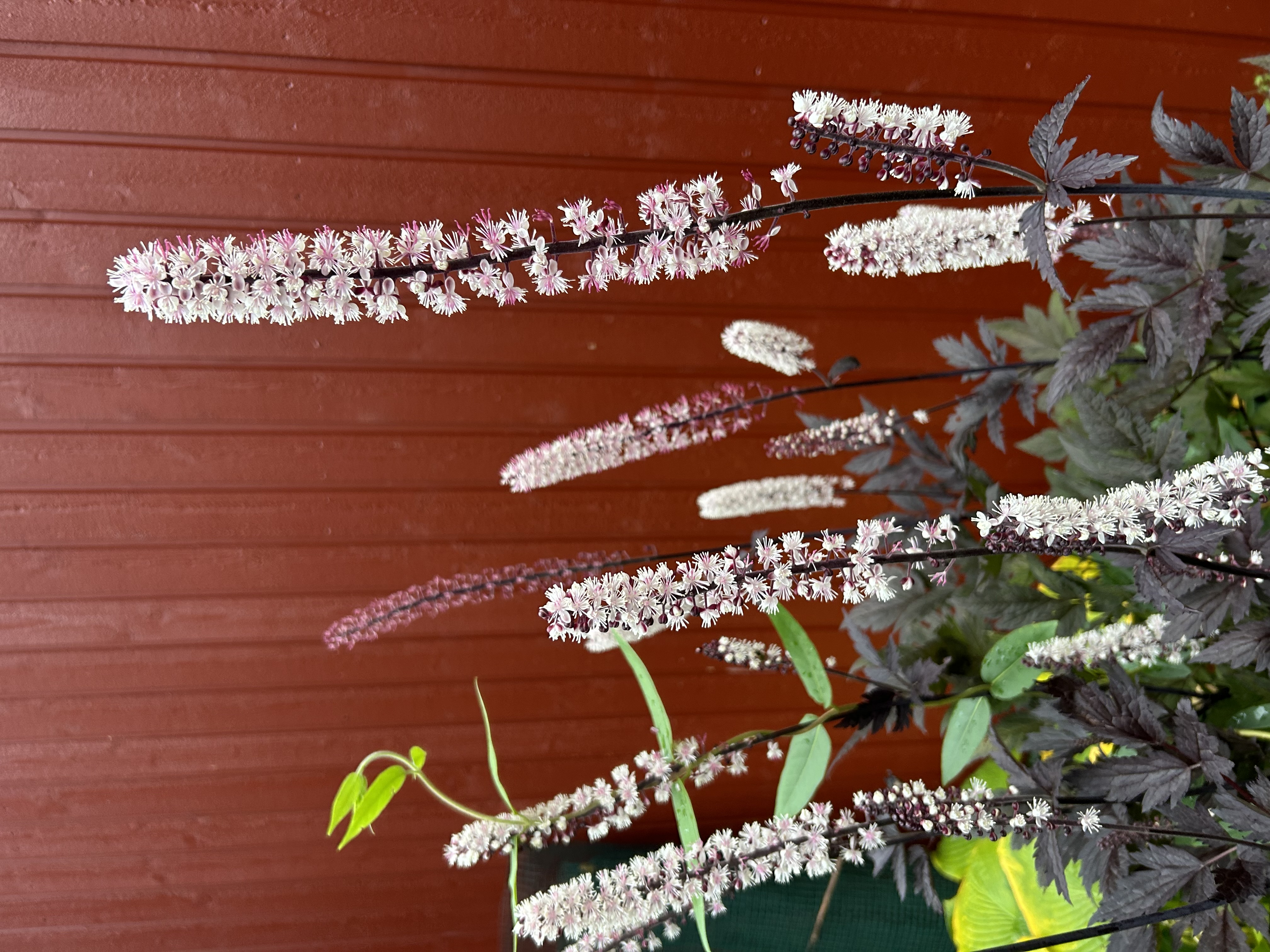 syyskimikki 'Pink Spike'
