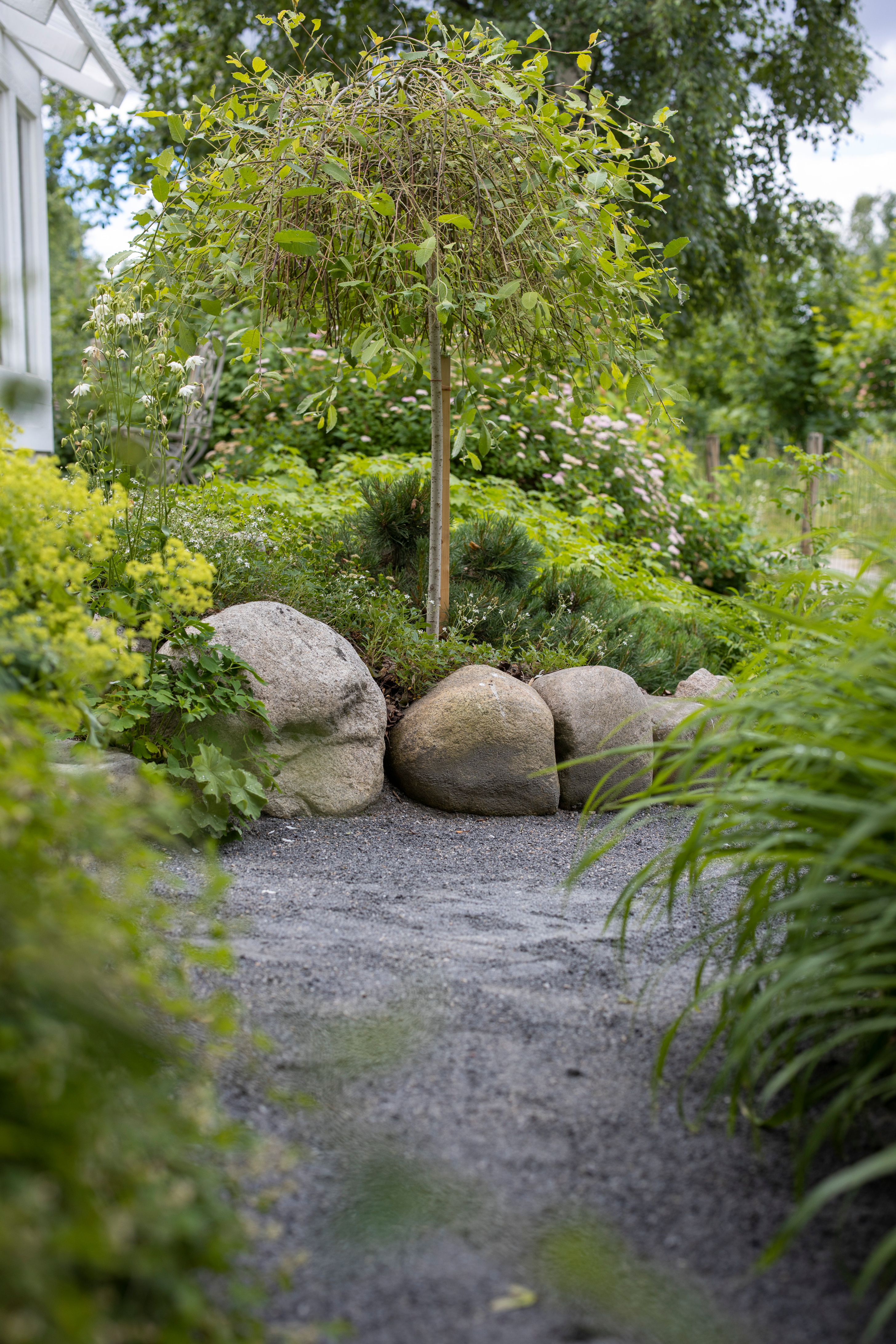 Riippapajun ympärillä kasvaa grönlanninhanhikkia, kääpiövuorimäntyä, lamo­herukkaa ja rinneangervoa.