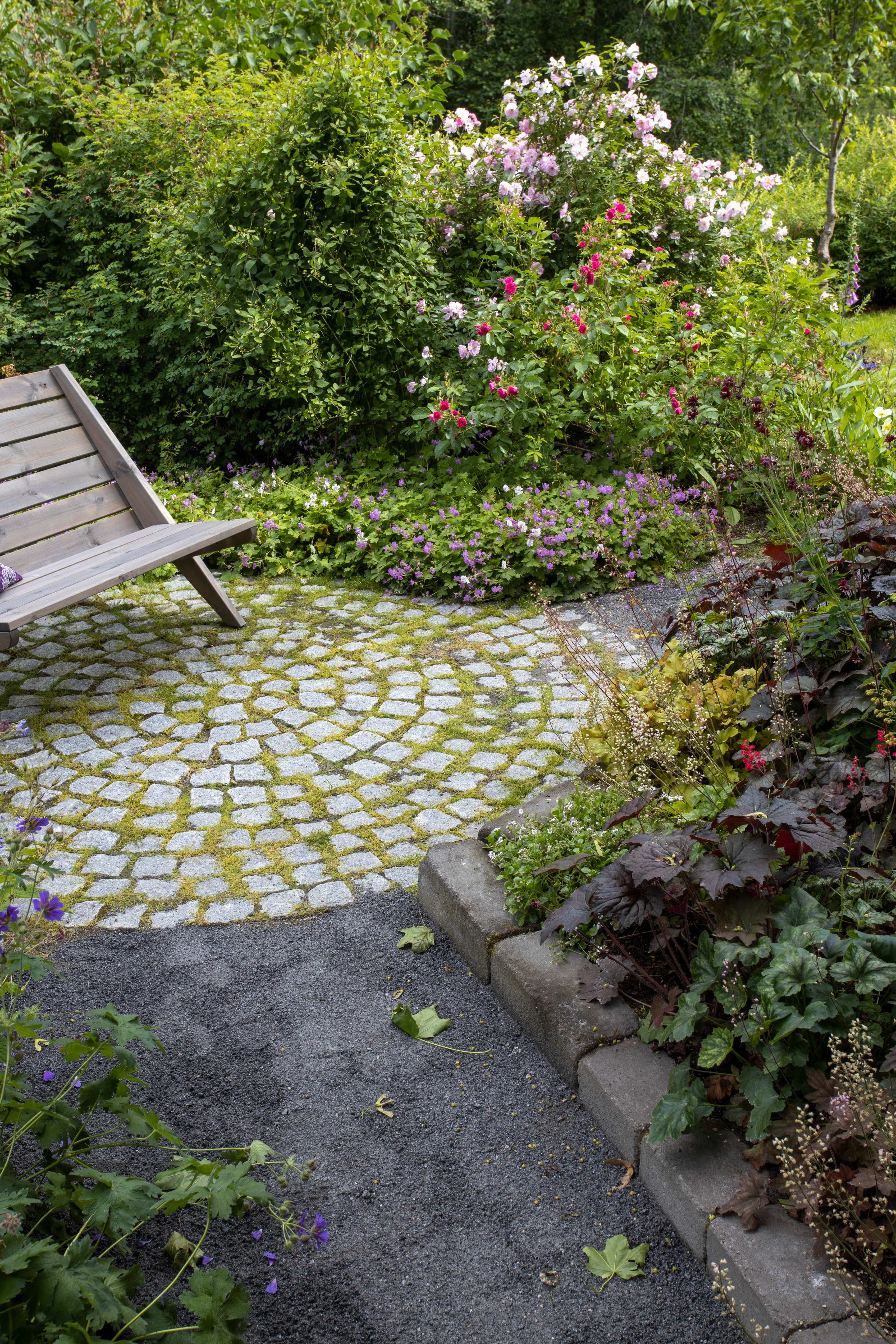 Noppakivisen pation vieressä on ruusutrio, jossa kukkii pinkki neilikkaruusu sekä tarhakurtturuusut ’Sointu’ ja ’Ritausma’.