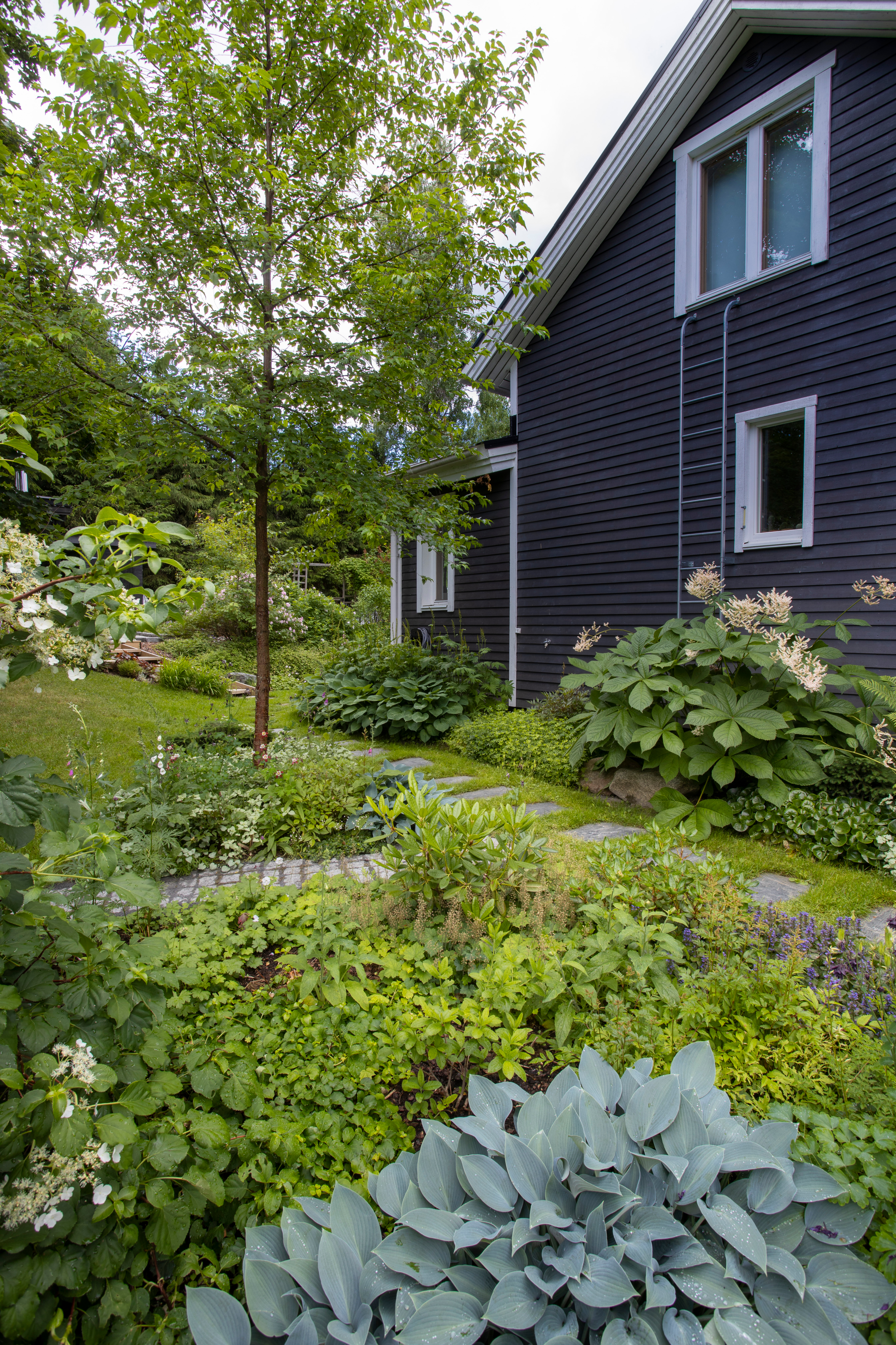 Pohjoisen seinustan varjotarhassa kasvaa sormivaleangervoa, tuoksumataraa, sinikuunliljoja, valtikkanauhuksia, rönsytiarellaa ja taponlehtiä.