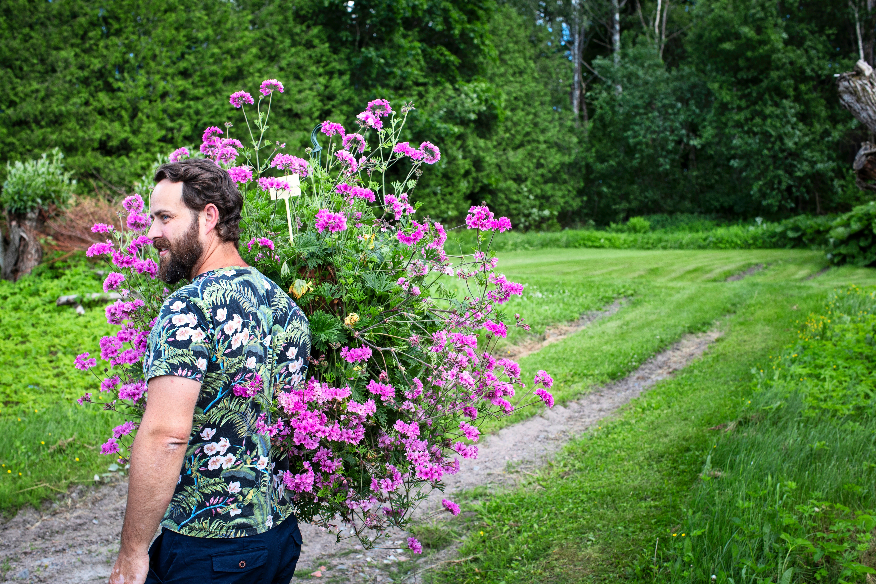 Mikaelin kädessä on suuri pelargoni 'Diana'