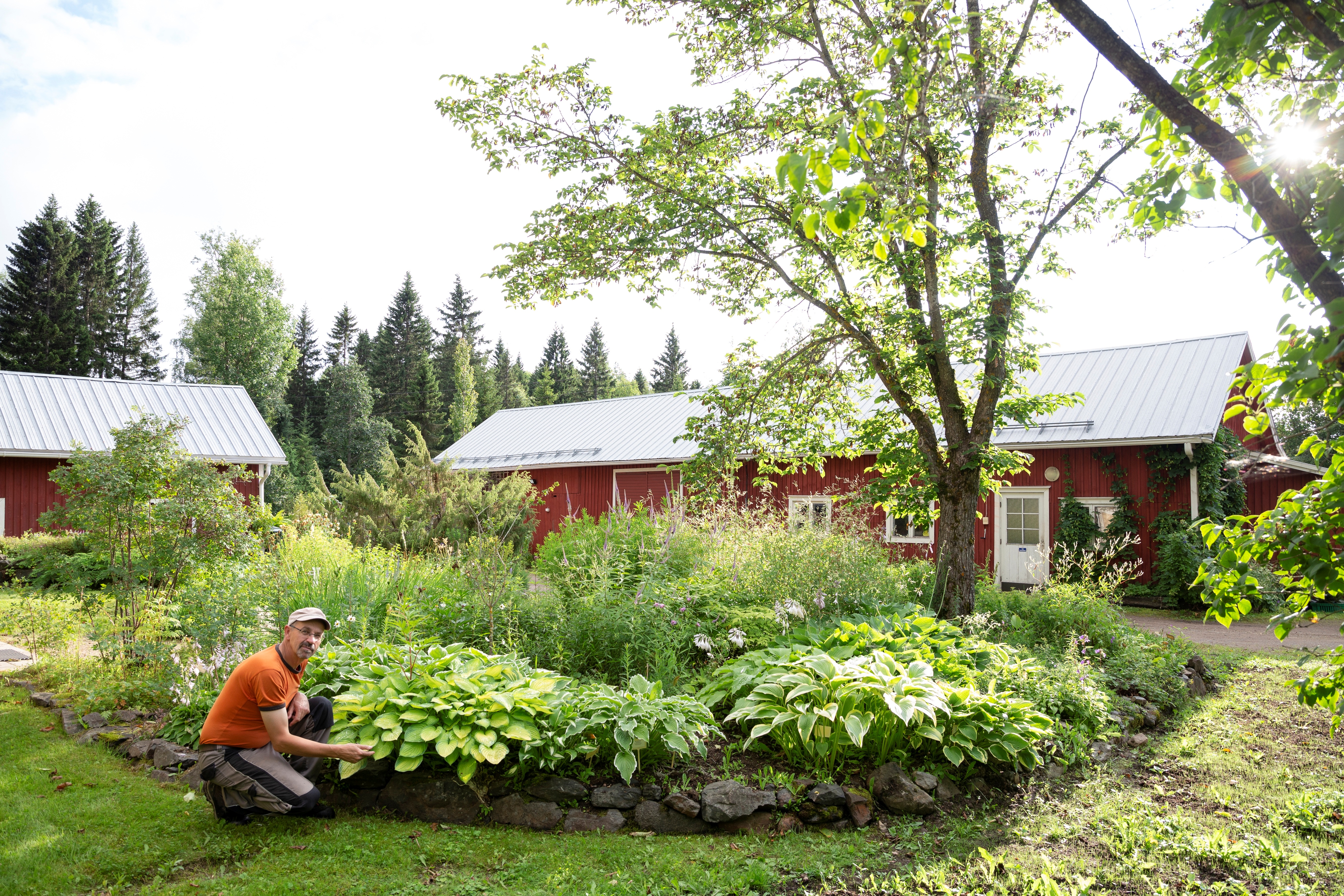 Kuunliljat, Hosta, vuorijalava, Jari Särkkä, Särkän perennataimisto
