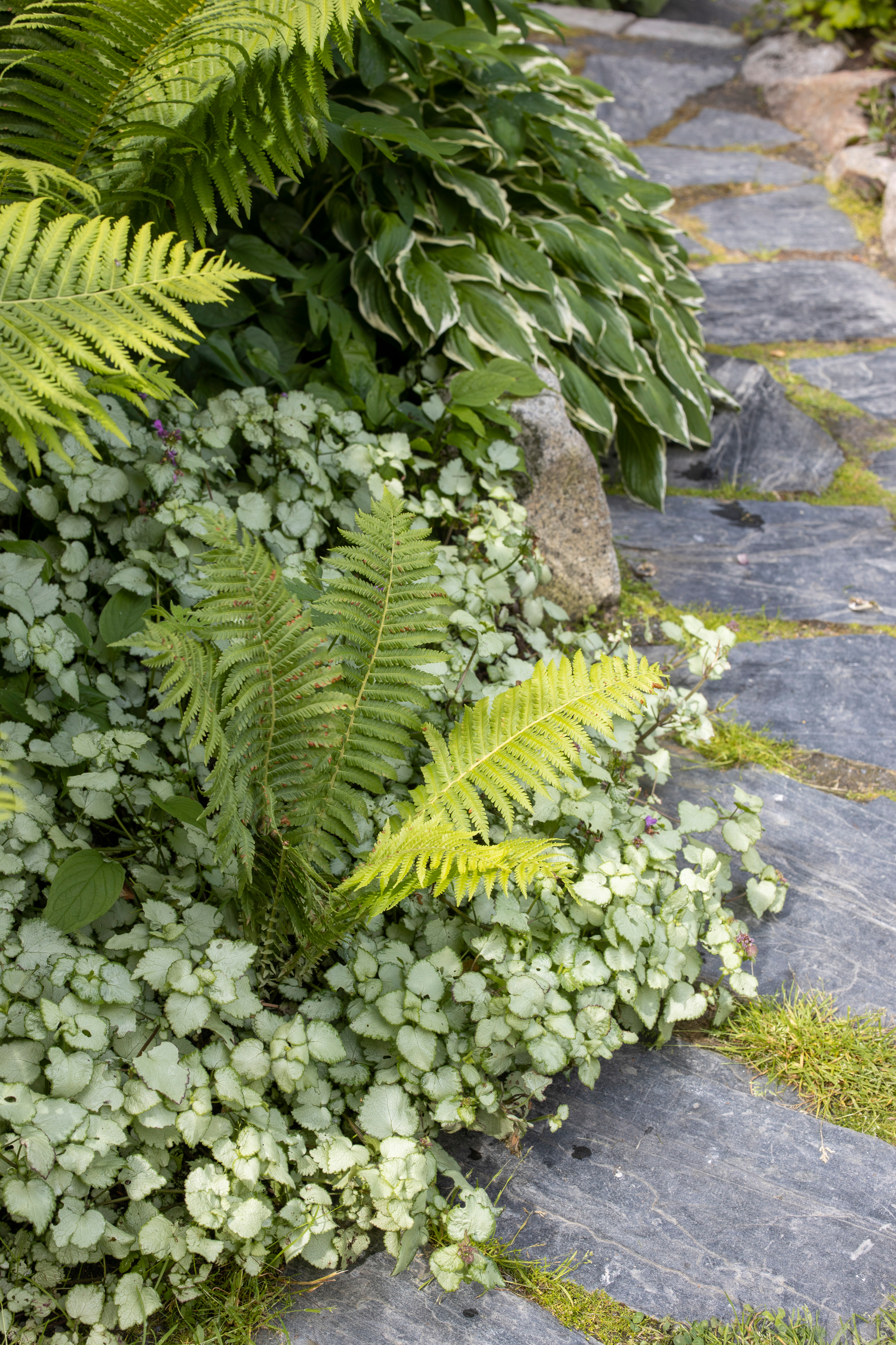 Raitakuunliljojen, hopeatäpläpeippien ja kotkansiipien sävyt ja kasvutavat korostavat kauniisti toisiaan.