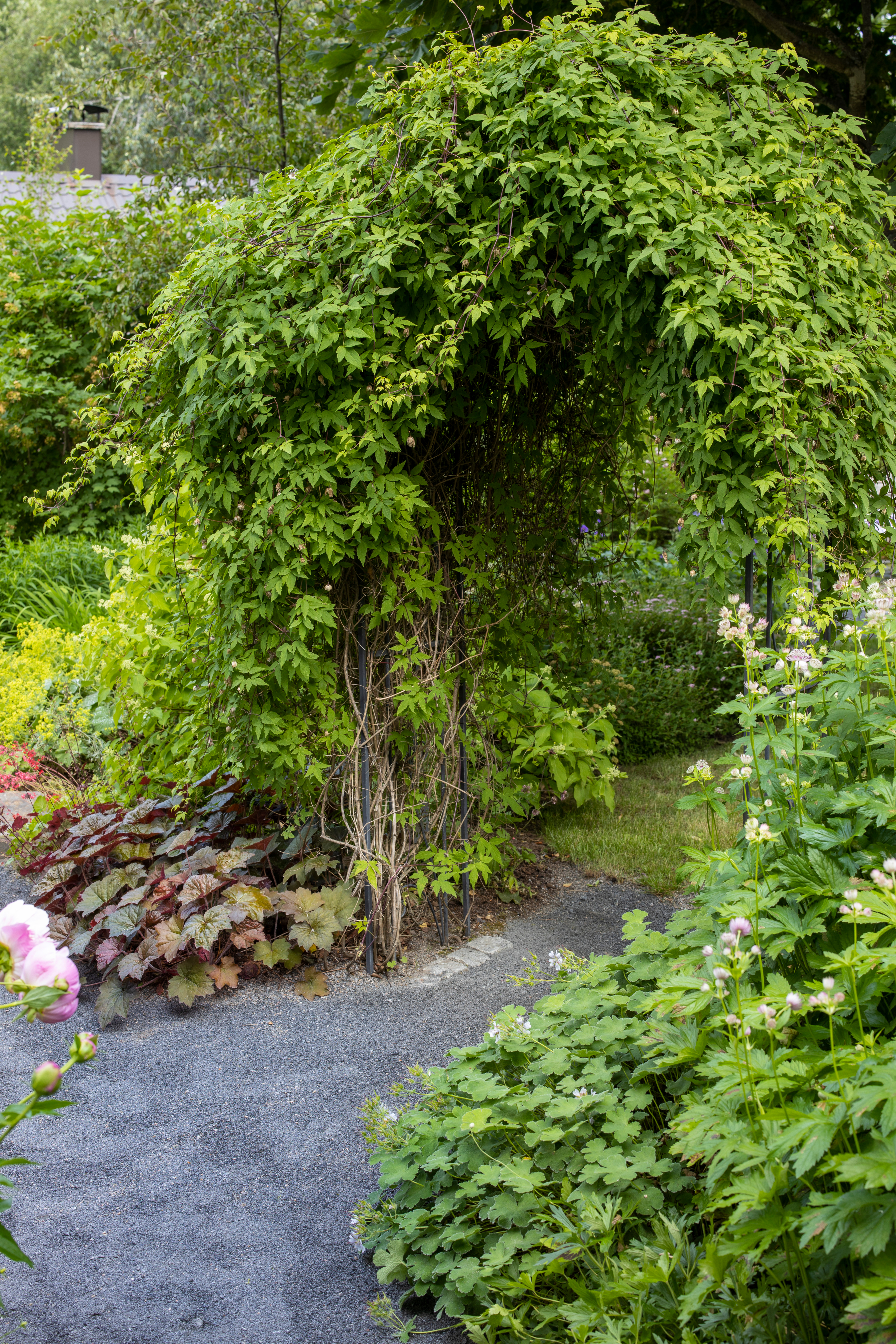 Reheväkasvuinen alppikärhö verhoaa tunnelmallista kaariporttia.