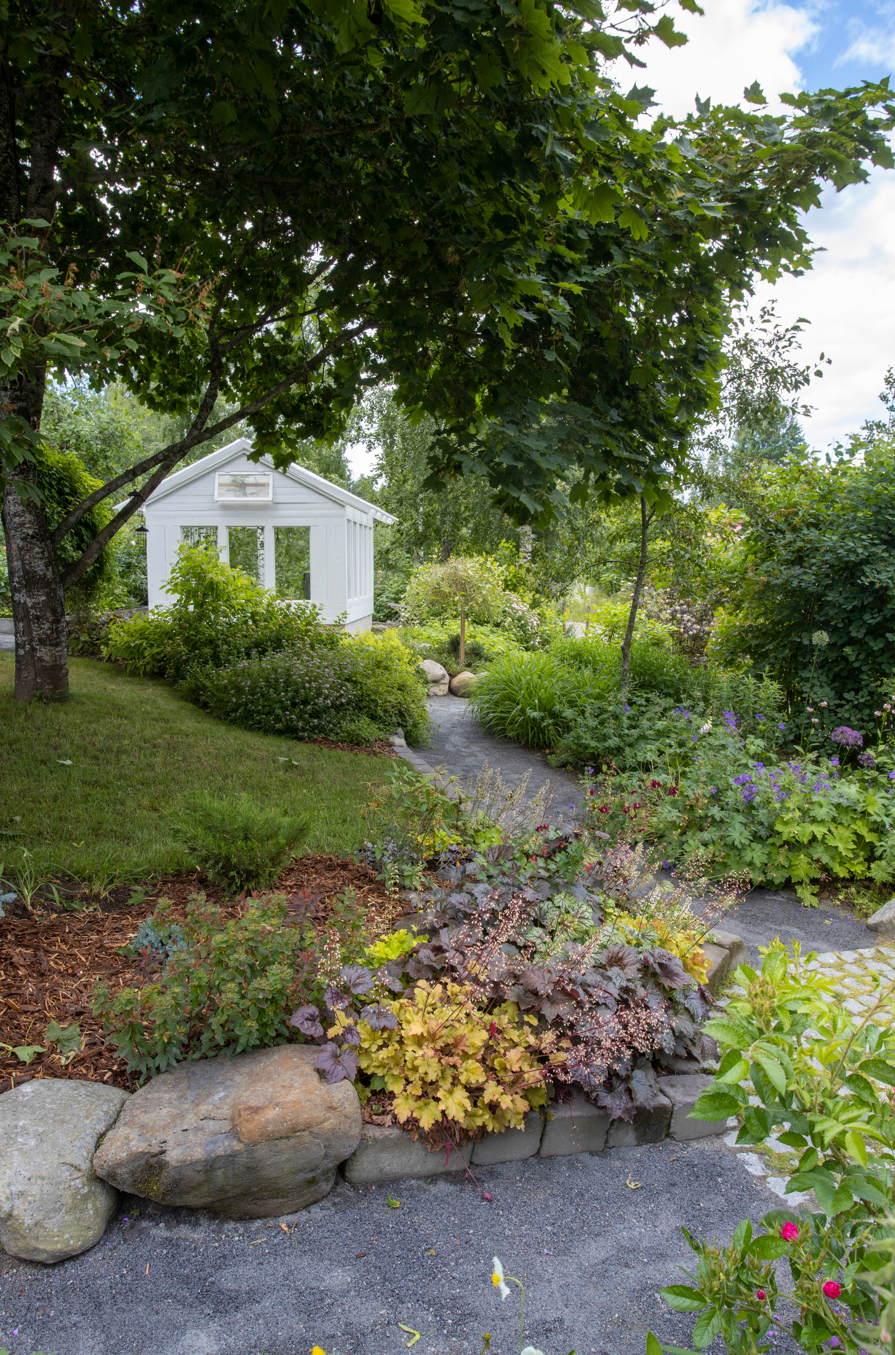 Vaahteran alla kasvaa keijun- ja haltiankukkia. Taustalla kasvihuone.