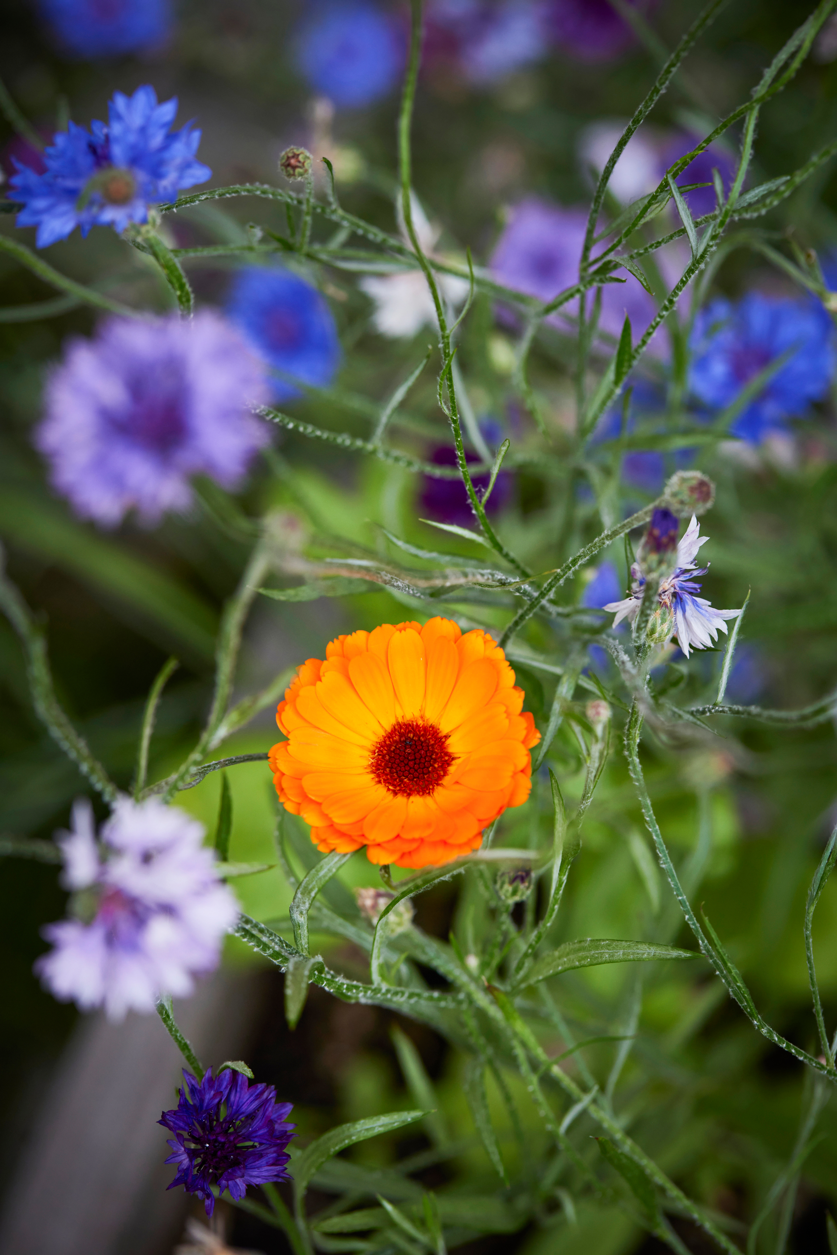 A cornflower in bloom.