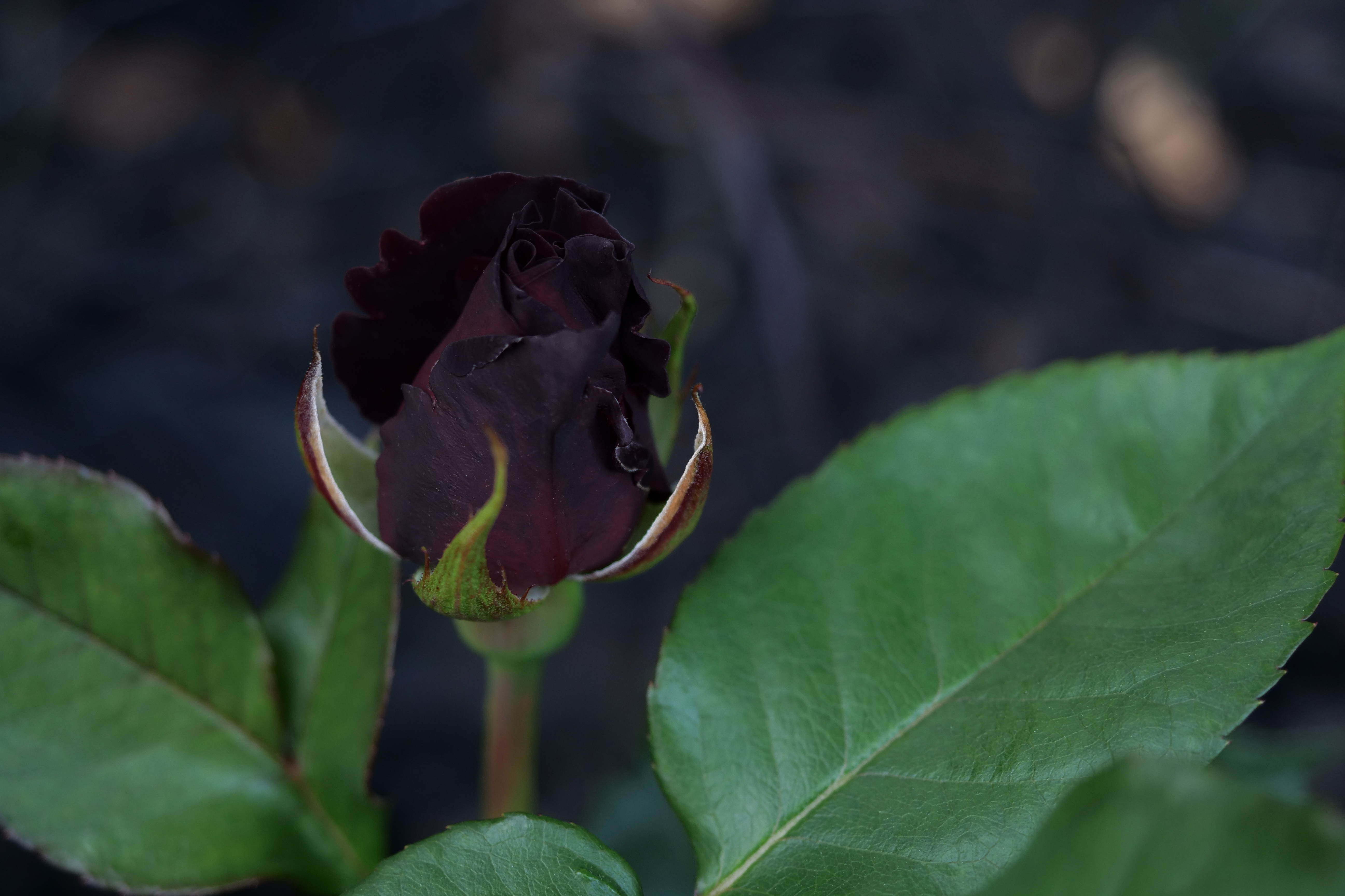 Ruusu 'Black Baccara'