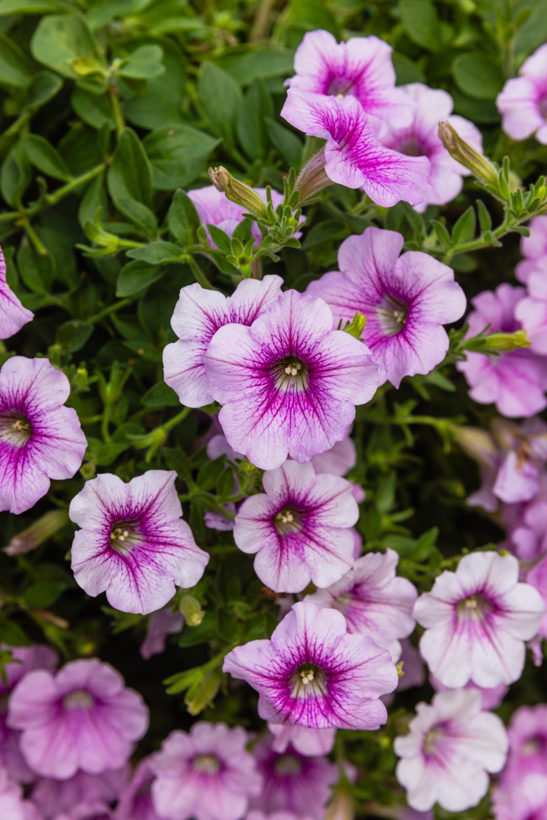 PInkki petunia