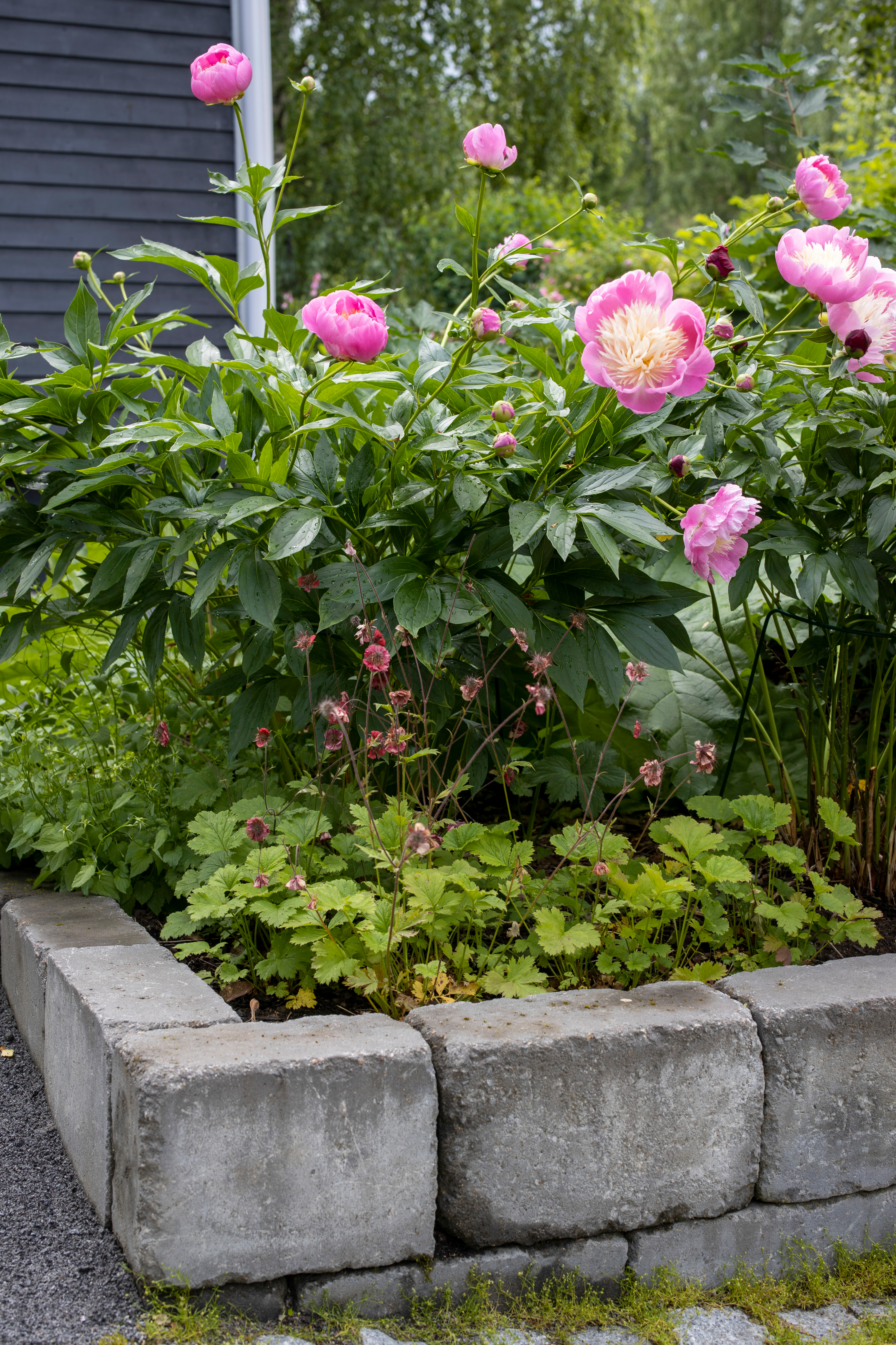 Muhkean ‘Bowl of Beauty’ -kiinanpionin ja herkän ‘Mai Tai’ -tarhakellukan kohopenkin reunus on Bendersin valikoimista.