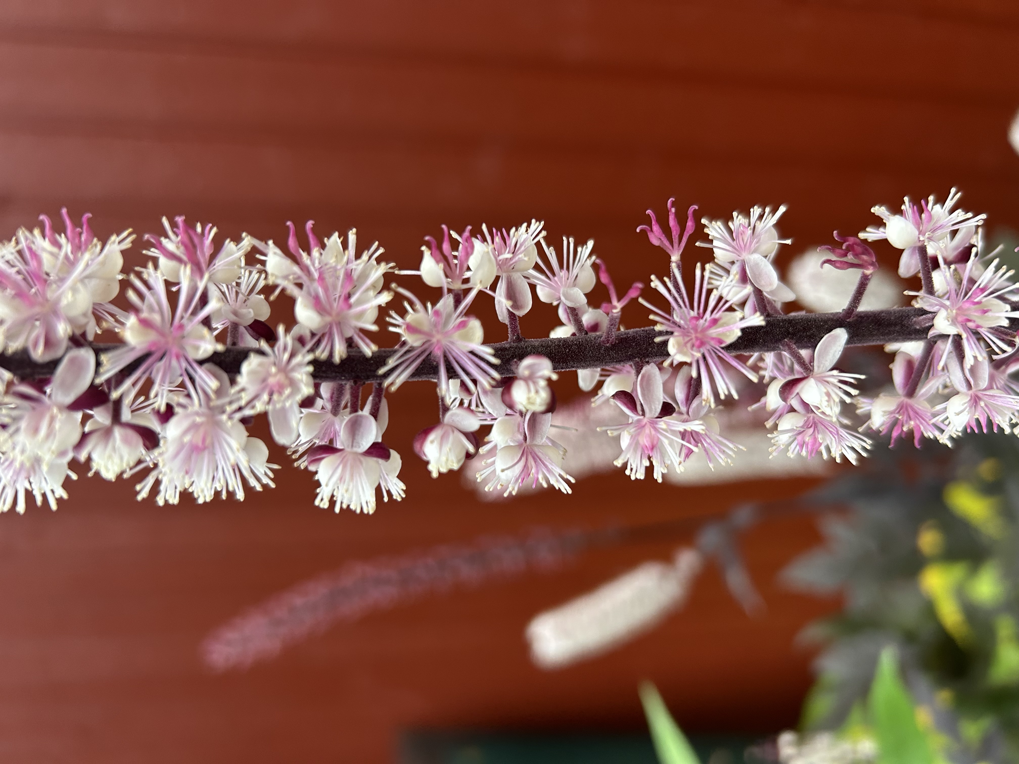 syyskimikki 'Pink Spike'