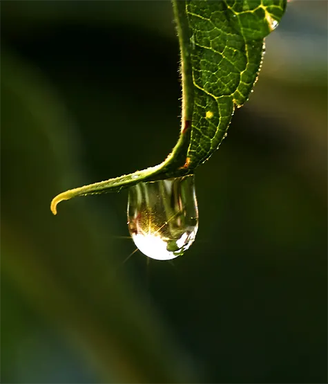water droplet on a leaf