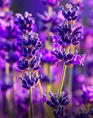 Lavender stem and flower in a field